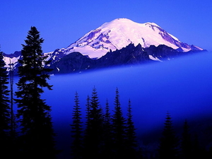 bergen-natuur-sneeuw-kortbladige-zwarte-spar-achtergrond