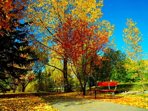 herfst-natuur-gele-zitbank-achtergrond