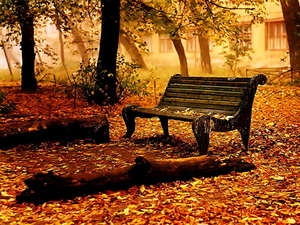 herfst-natuur-zitbank-park-achtergrond