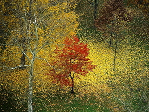 woud-natuur-herfst-noordelijk-hardhoutbos-achtergrond