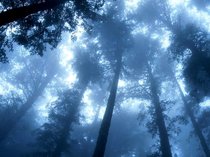 woud-natuur-mist-blauwe-achtergrond