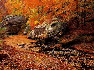 woud-natuur-rotsen-herfst-achtergrond