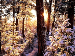 woud-natuur-winter-sneeuw-achtergrond