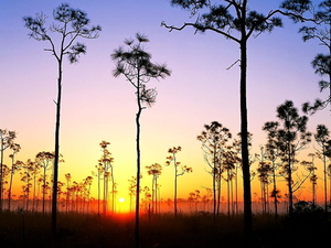 woud-natuur-zonsopkomst-zonsondergang-achtergrond