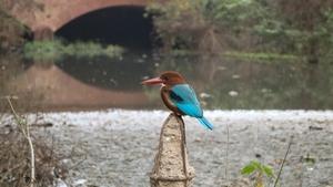 white-throated_kingfisher_near_village_zulamgarh__ludhiana_distri