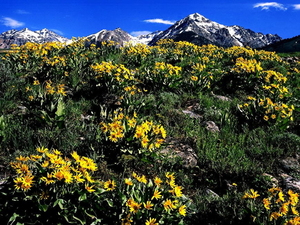bergen-natuur-bloemen-gele-achtergrond