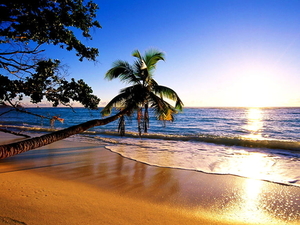 strand-natuur-palmboom-tropen-achtergrond (2)