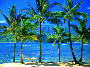 strand-natuur-palmboom-tropen-achtergrond