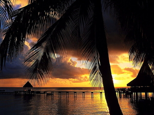 strand-natuur-palmboom-zonsondergang-achtergrond