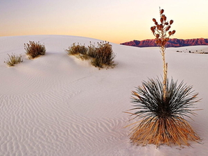 woestijn-natuur-zand-yucca-achtergrond