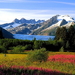 alaska-bergen-natuur-bloemen-achtergrond