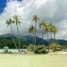 frans-polynesie-natuur-palmboom-tropen-achtergrond