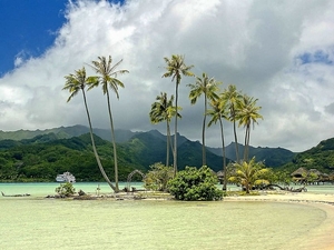 frans-polynesie-natuur-palmboom-tropen-achtergrond