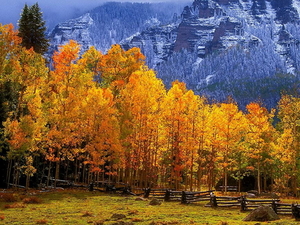 herfst-landschap-larix-lyalliisubalpine-lariks-natuur-amerikaanse