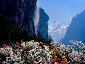 zwitserland-natuur-bergen-bloemen-achtergrond