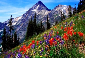 natuur-bergen-weide-wildflower-achtergrond (1)