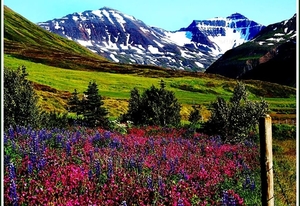 natuur-bergen-weide-wildflower-achtergrond