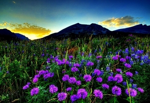 natuur-bloemen-bergen-wildflower-achtergrond