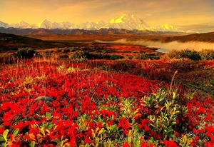 natuur-bloemen-wildflower-rode-achtergrond