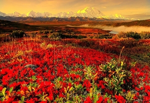 natuur-rode-bloemen-wildflower-achtergrond
