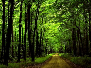 groene-woud-natuur-oudgroeiend-bos-achtergrond
