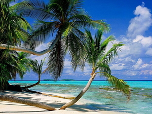 strand-tropen-natuur-palmboom-achtergrond (1)