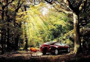 natuur-autos-herfst-woud-achtergrond