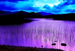 natuur-paarse-lavendel-meer-achtergrond