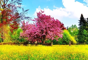 natuur-weide-bloemen-voorjaar-achtergrond