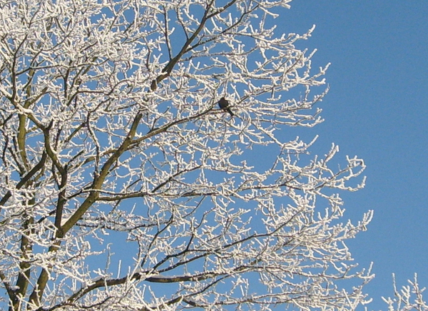 merel - vogel - winterkoude - sneeuw