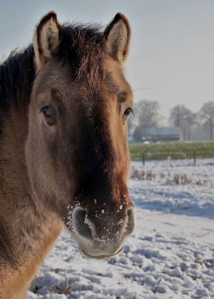 winter pony
