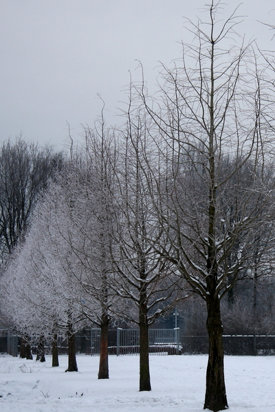 bomen sneeuw winter