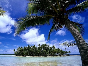 polinezja-francuska-kraje-tropikalne-przyroda-drzewo-palmowe-tape