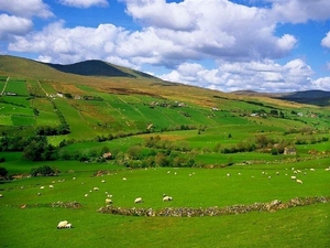 landen Ierland - groen en schapen (Medium)