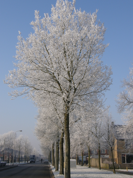 Winter in de Goese Polder.