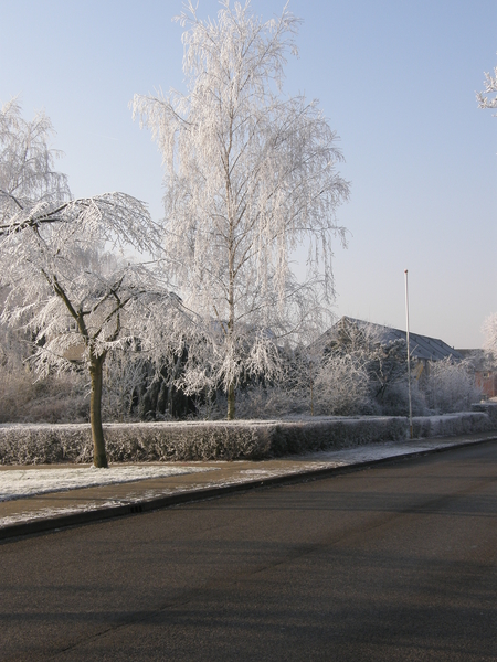 Winter in de Goese Polder