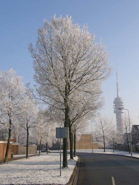 Winter in de Goese Polder.