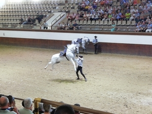 1D Jerez, paardenstoeterij, show _3401