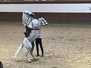 1D Jerez, paardenstoeterij, show _3401_n