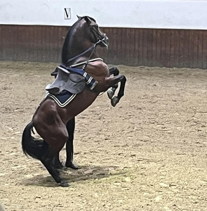 1D Jerez, paardenstoeterij, show _3548_n