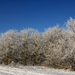 Winter in Scherpenheuvel