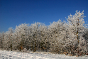 Winter in Scherpenheuvel