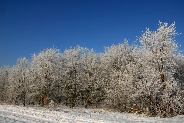Koude,winter,wit,sneeuw,boom,bomen,ijs,wandeling,vries,veld