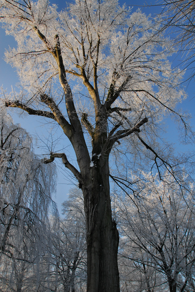 Koude,winter,wit,sneeuw,boom,bomen,ijs,wandeling,vries,veld