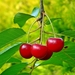 cherries-4746334__480