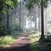 forest-4495701__480