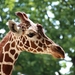 giraffe-3569751__480