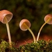 mushroom-2949539__480