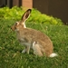 rabbit-3602216__480