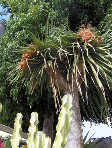 Bloemen van de palmboom